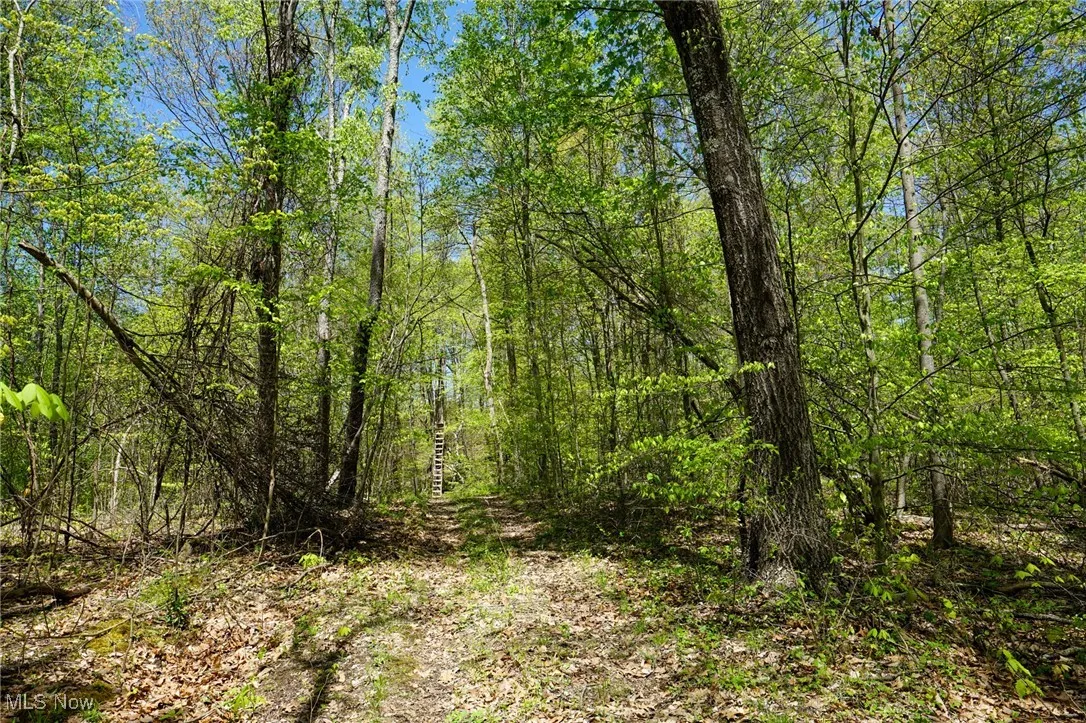 View of tree filled area