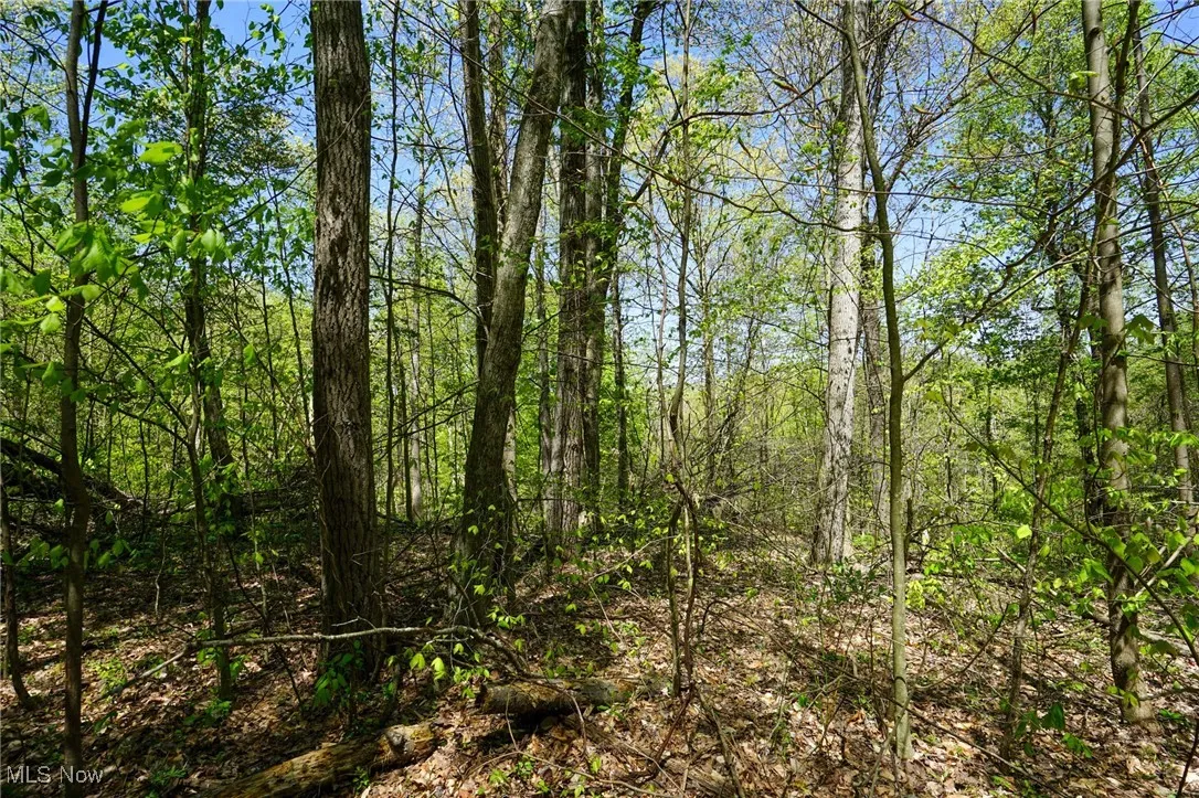 View of tree filled area