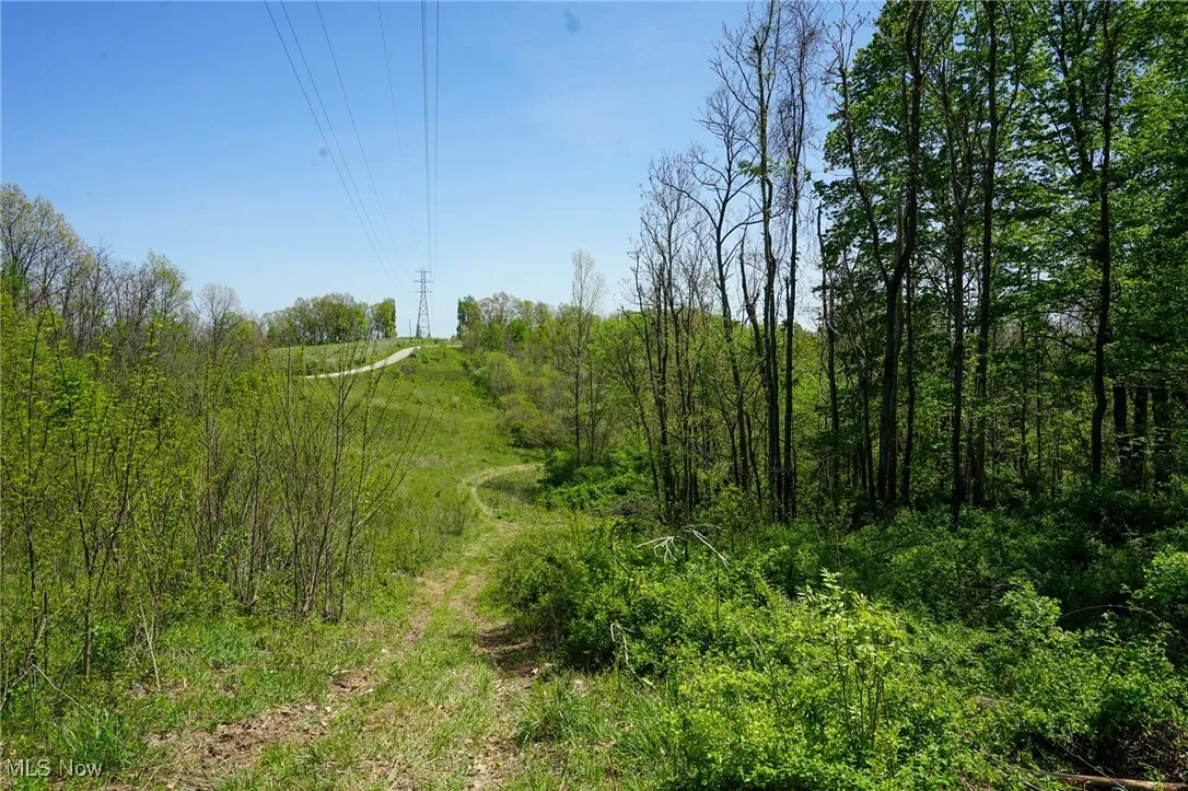 View of local wilderness