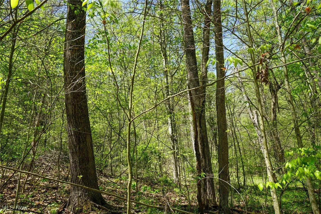 View of wooded area