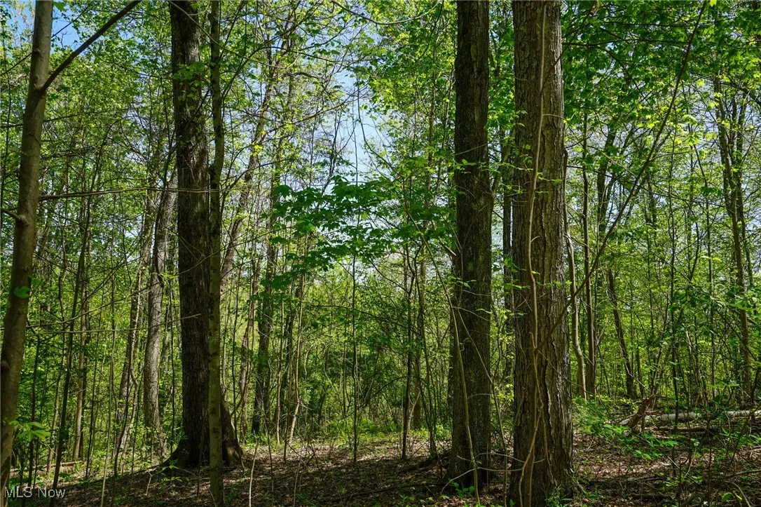 View of tree filled area