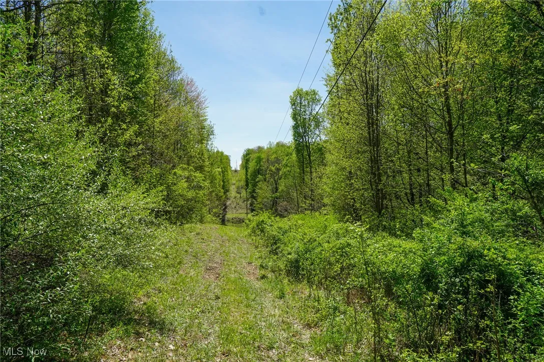 View of wooded area
