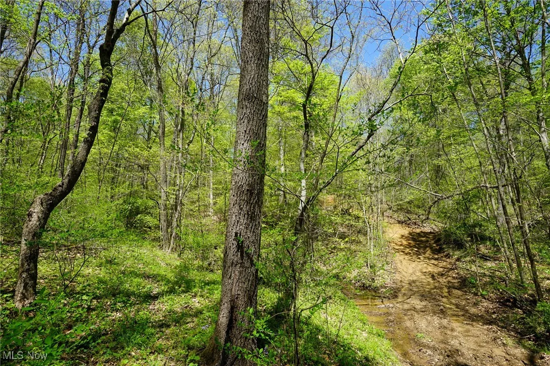 View of tree filled area