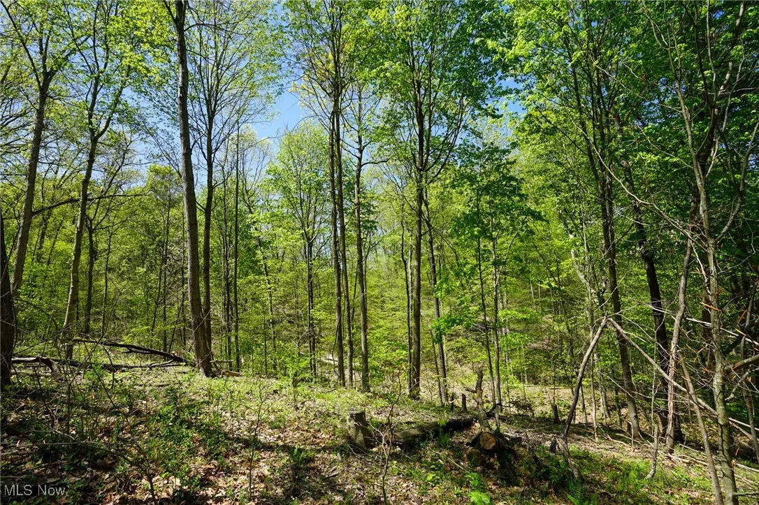View of wooded area