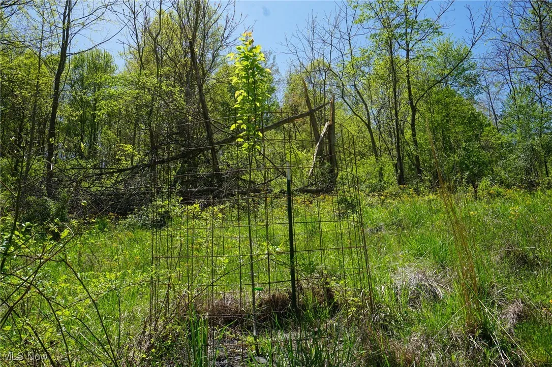 View of local wilderness