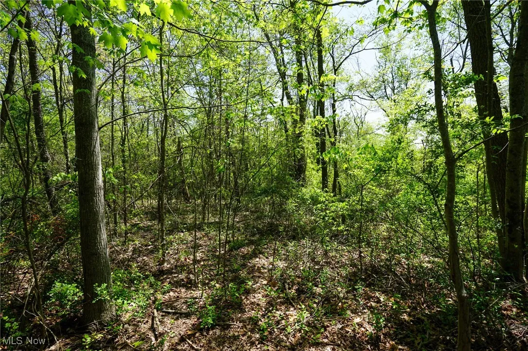 View of tree filled area