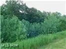 View of local wilderness Summer