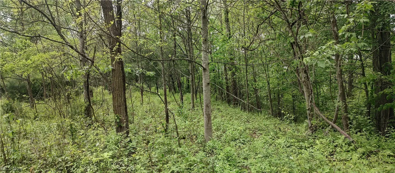 View of woods