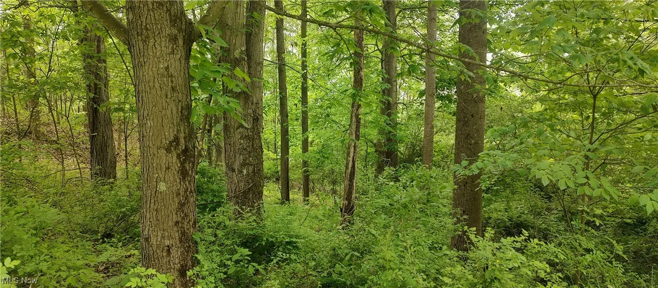 View of wooded area