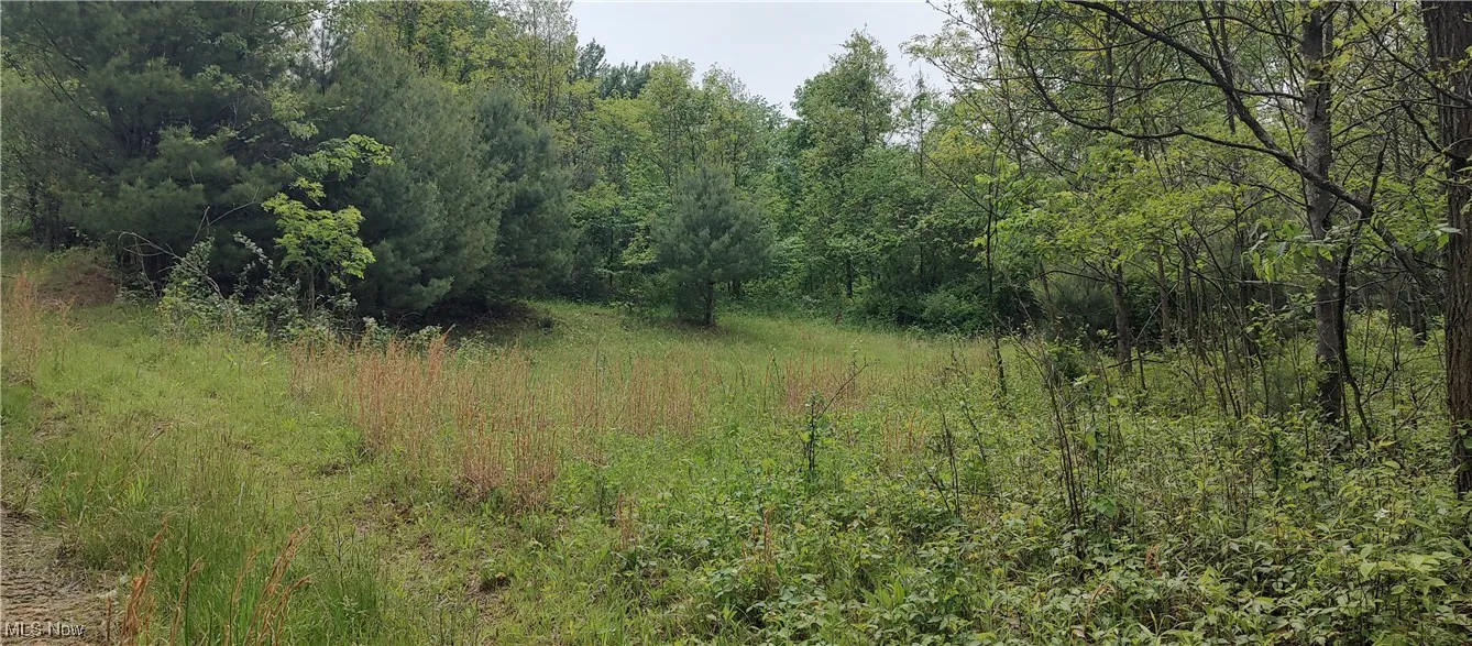 View of woods