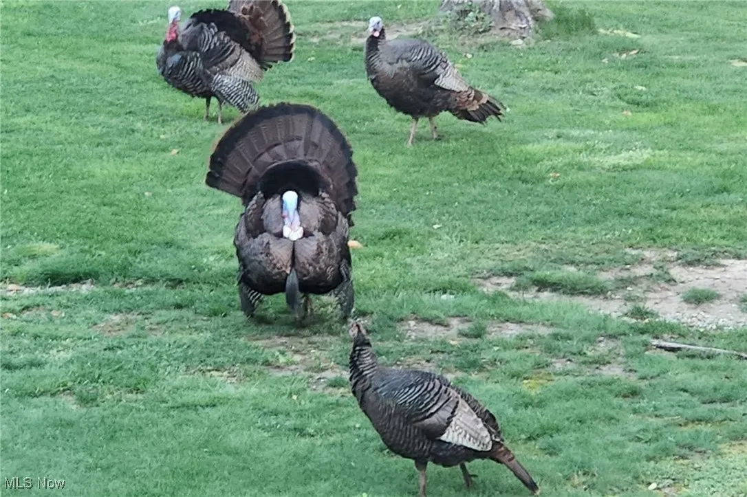 Homeowner's pic of turkeys on the property