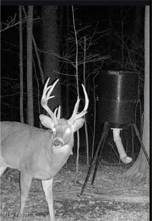Homeowner picture of a buck on the property