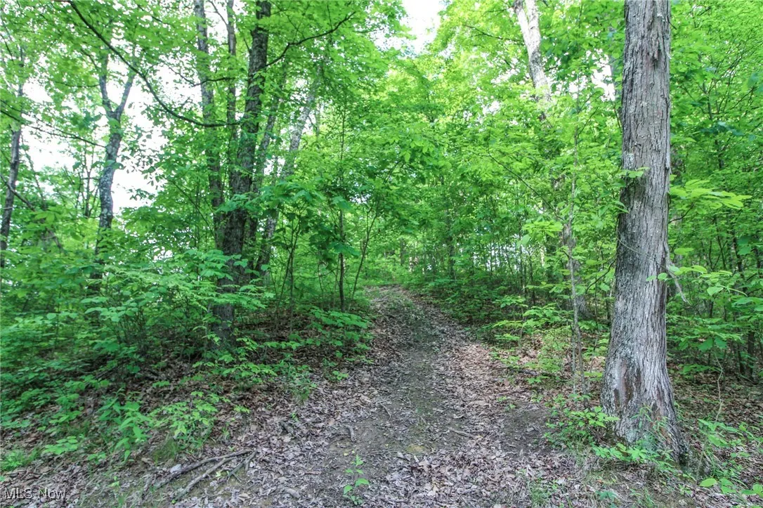 View of woods