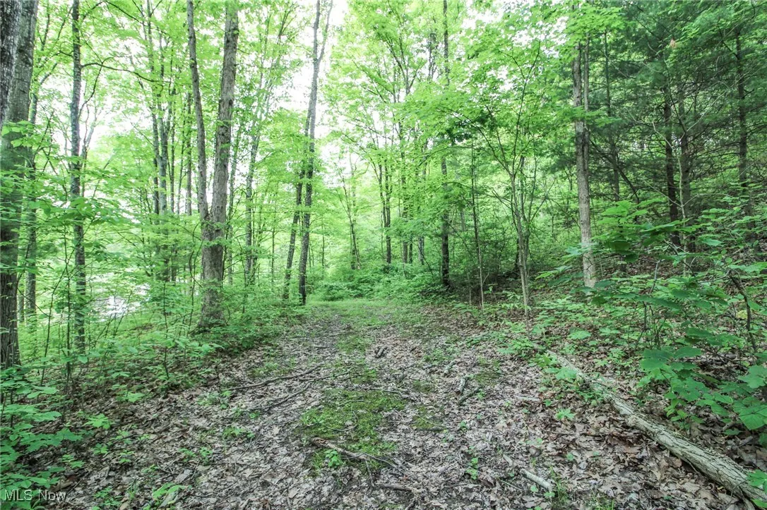 View of tree filled area