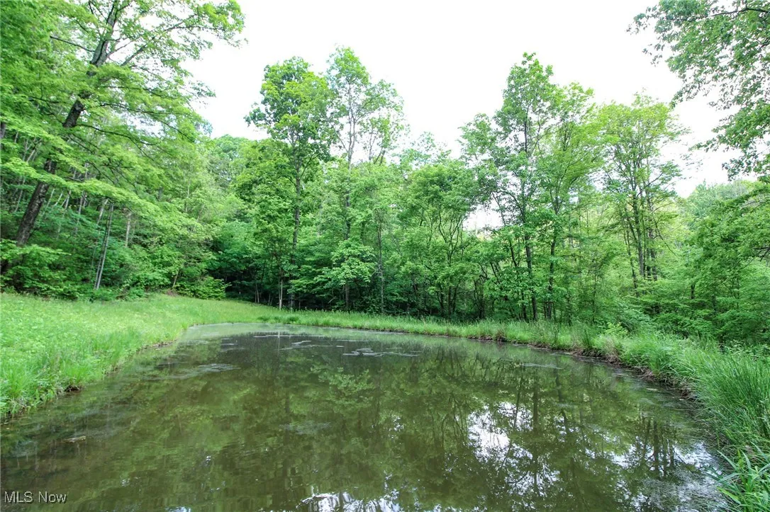 Water view with a forest