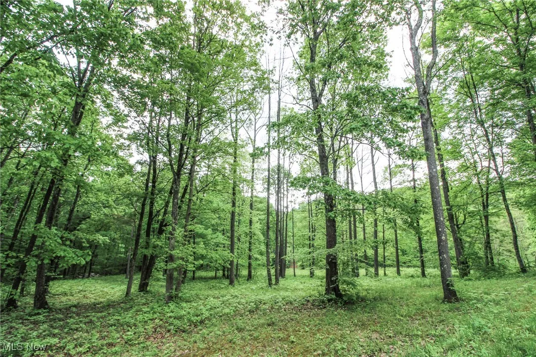 View of woods