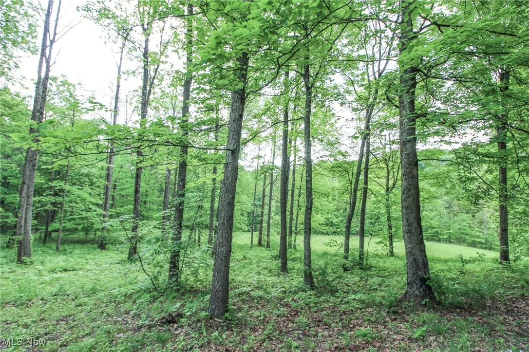 View of tree filled area