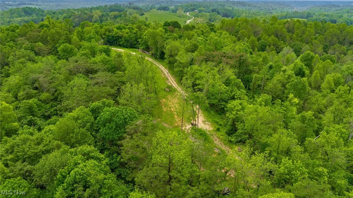 Drone / aerial view of a forest