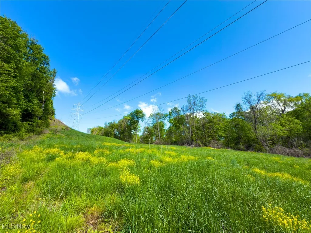 View of local wilderness
