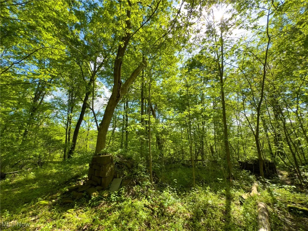 View of wooded area