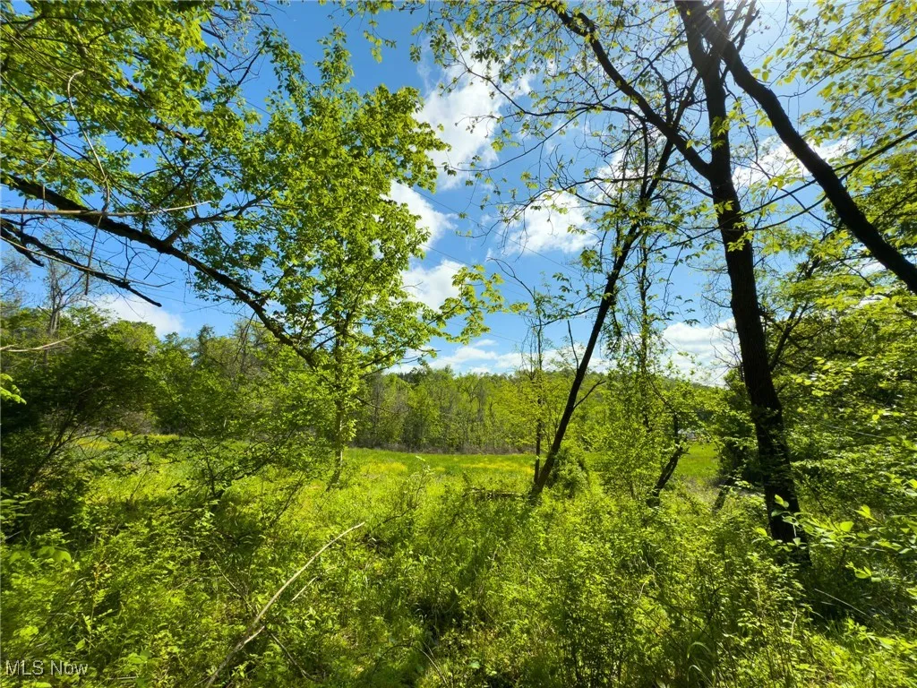 View of tree filled area