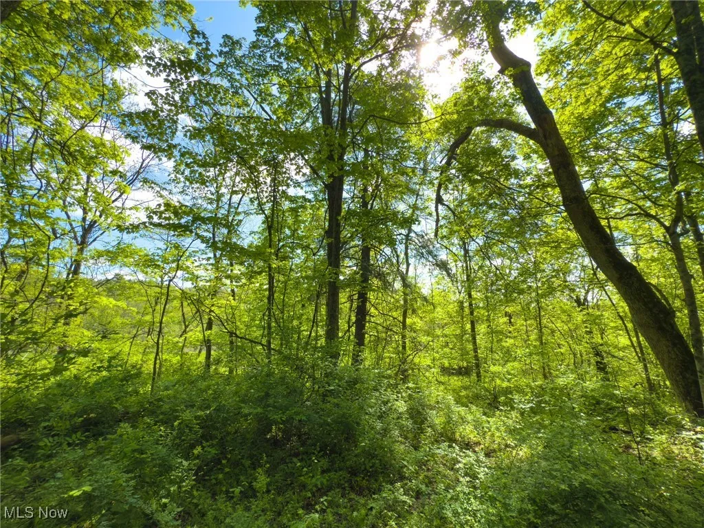 View of woods