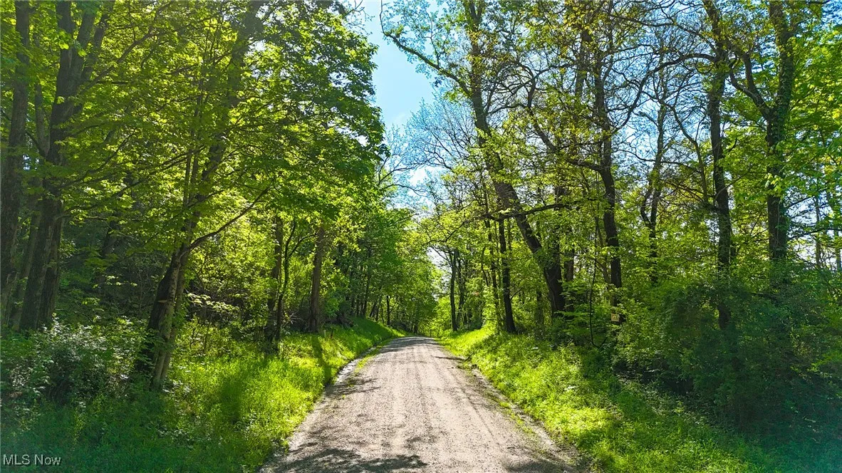 View of street with a forest view