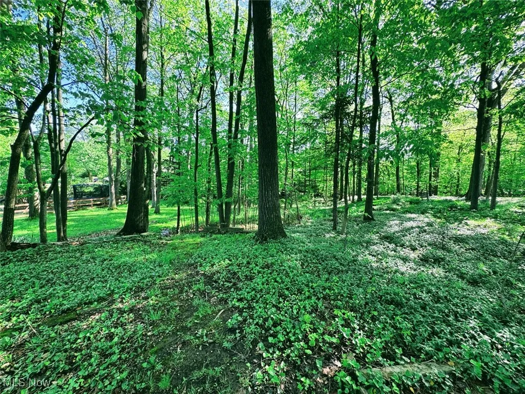View of local wilderness