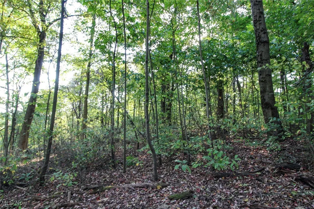 View of woods