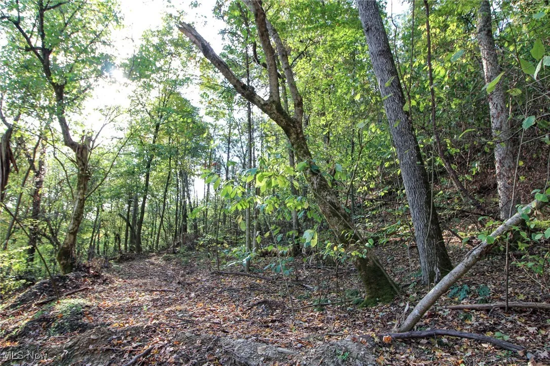 View of tree filled area