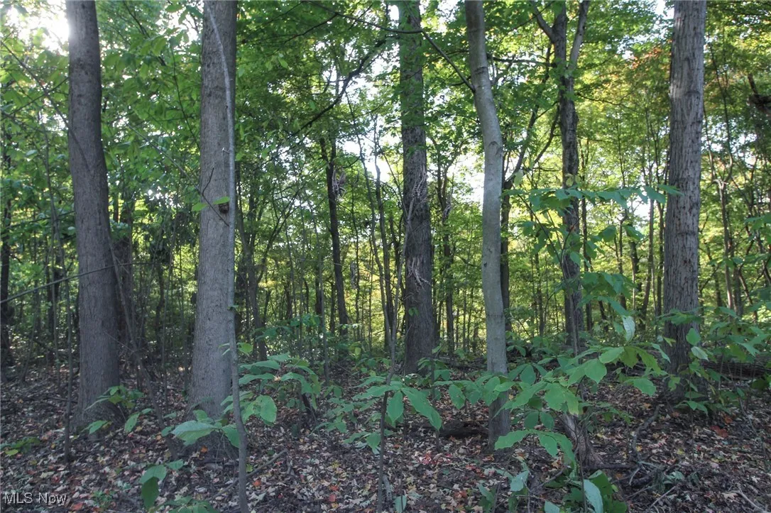 View of tree filled area