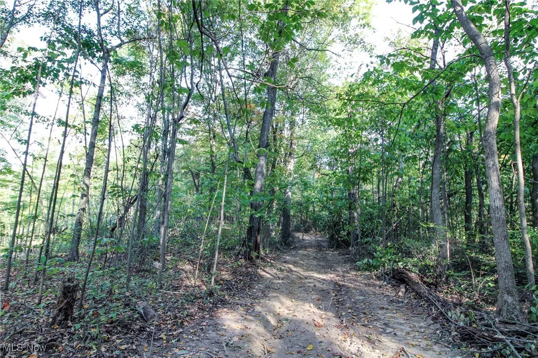 View of woods