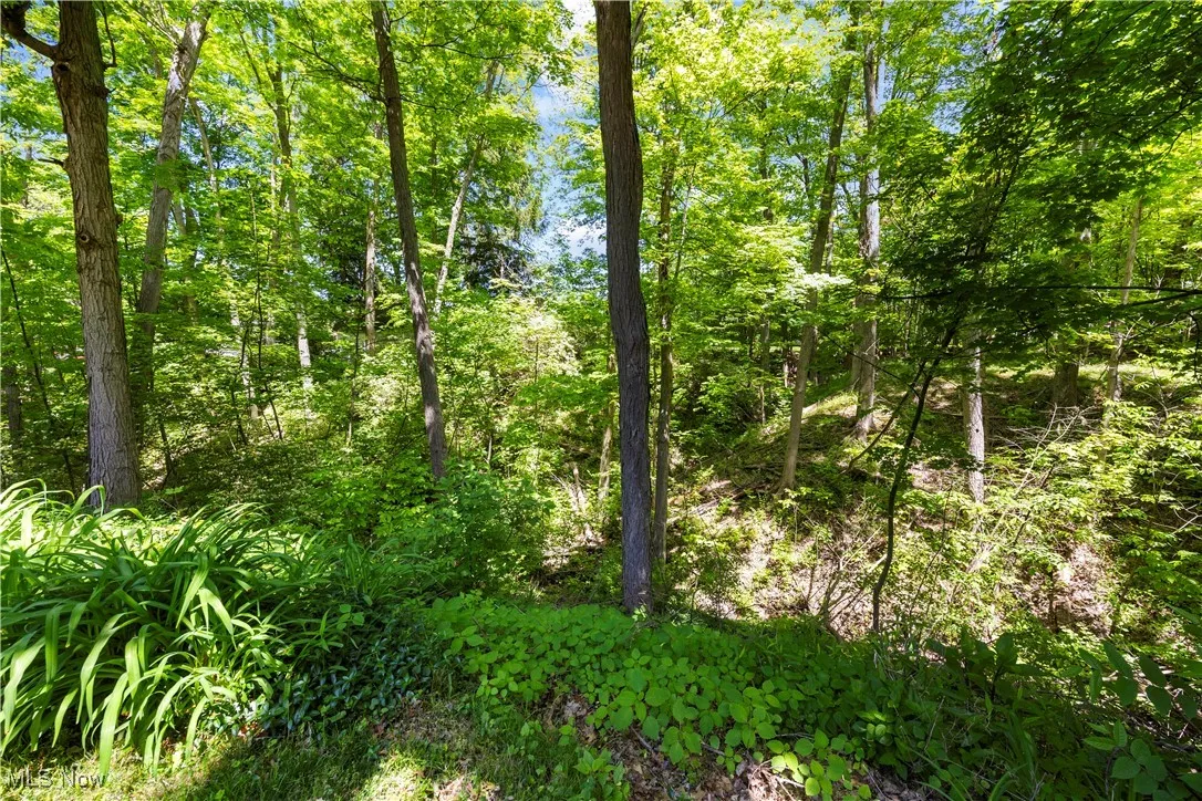 Backyard Ravine