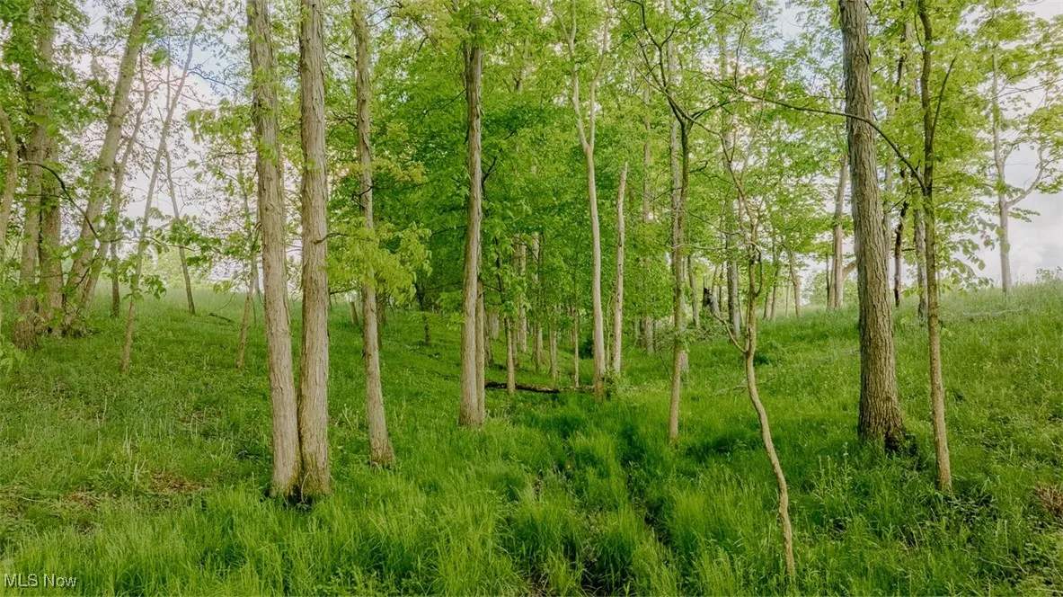 View of nature