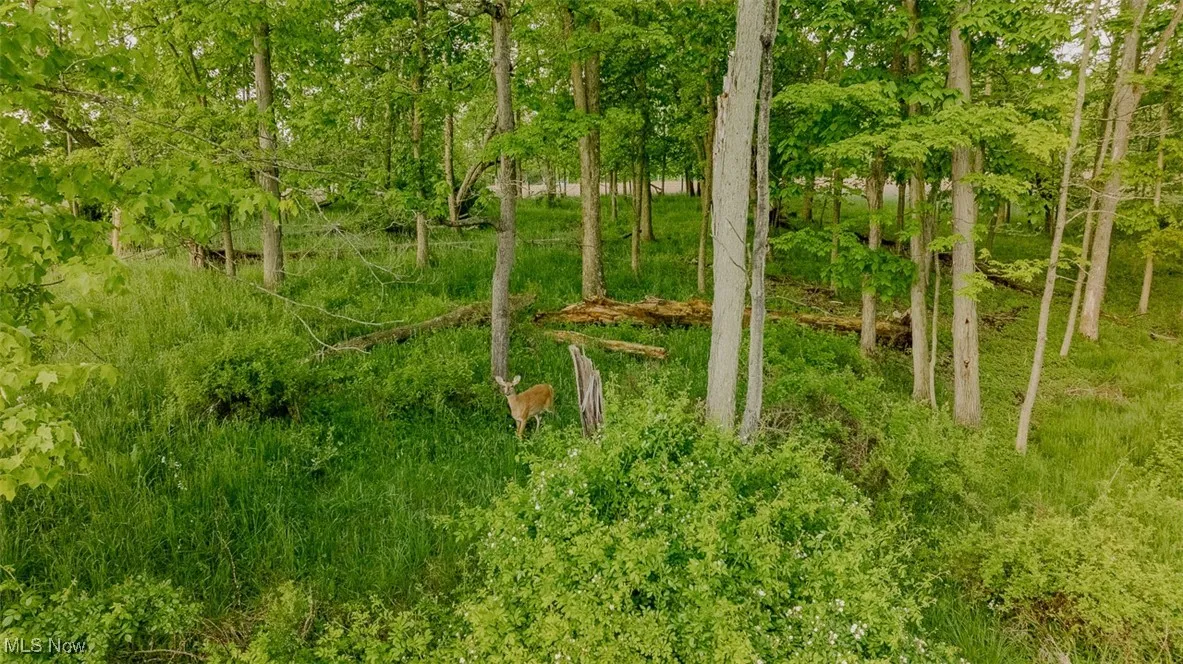 View of nature