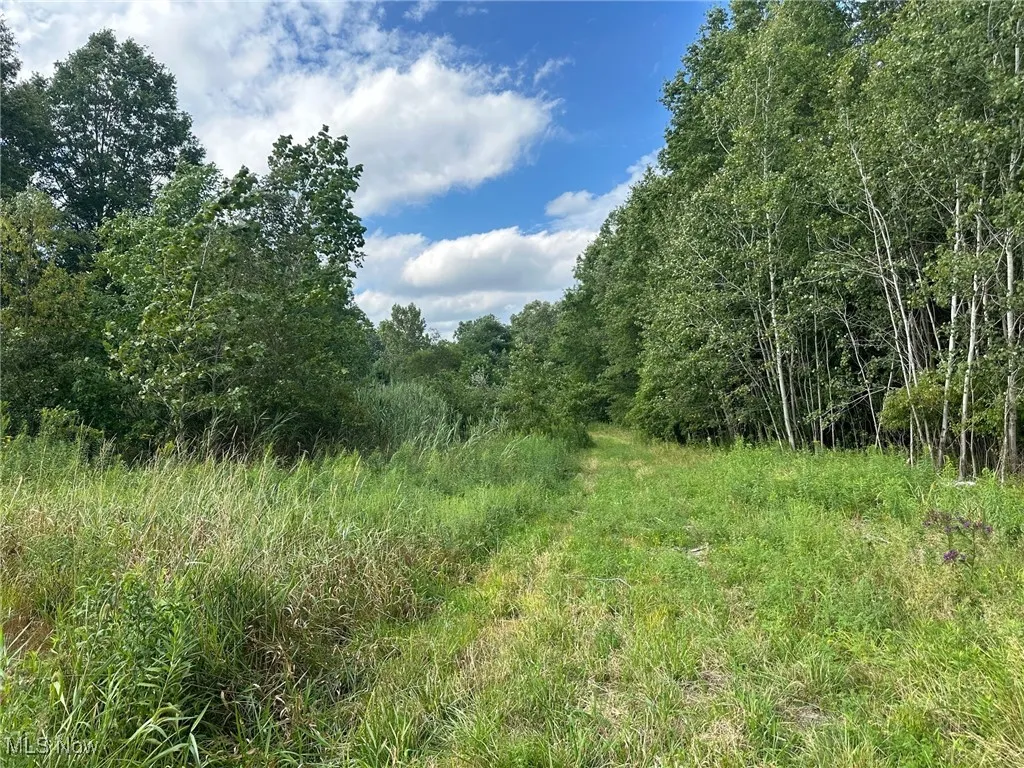 View of local wilderness