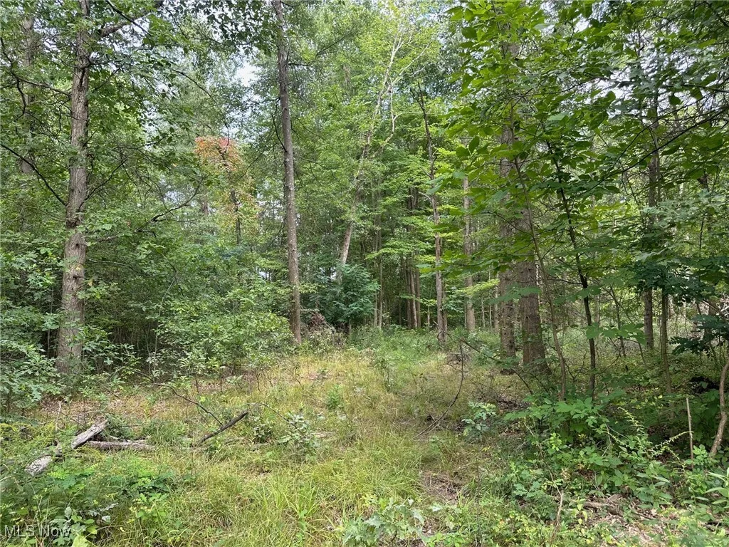 View of local wilderness