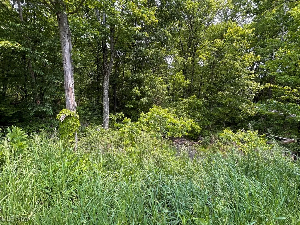 View of wooded area