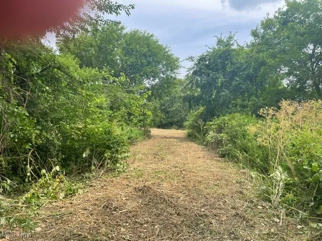 View of local wilderness