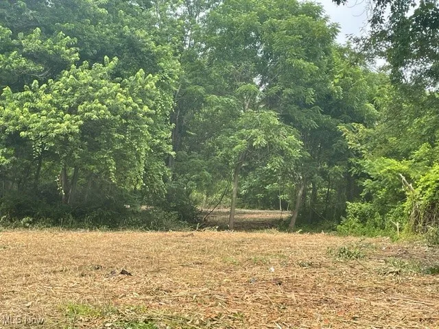View of tree filled area