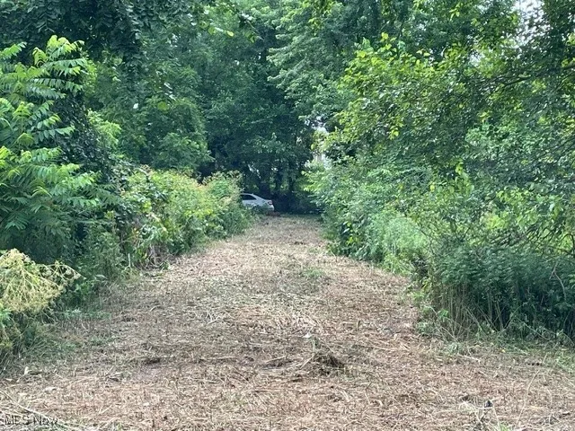 View of tree filled area
