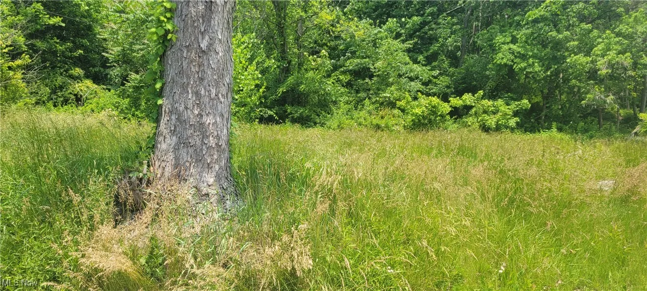 View of undeveloped land
