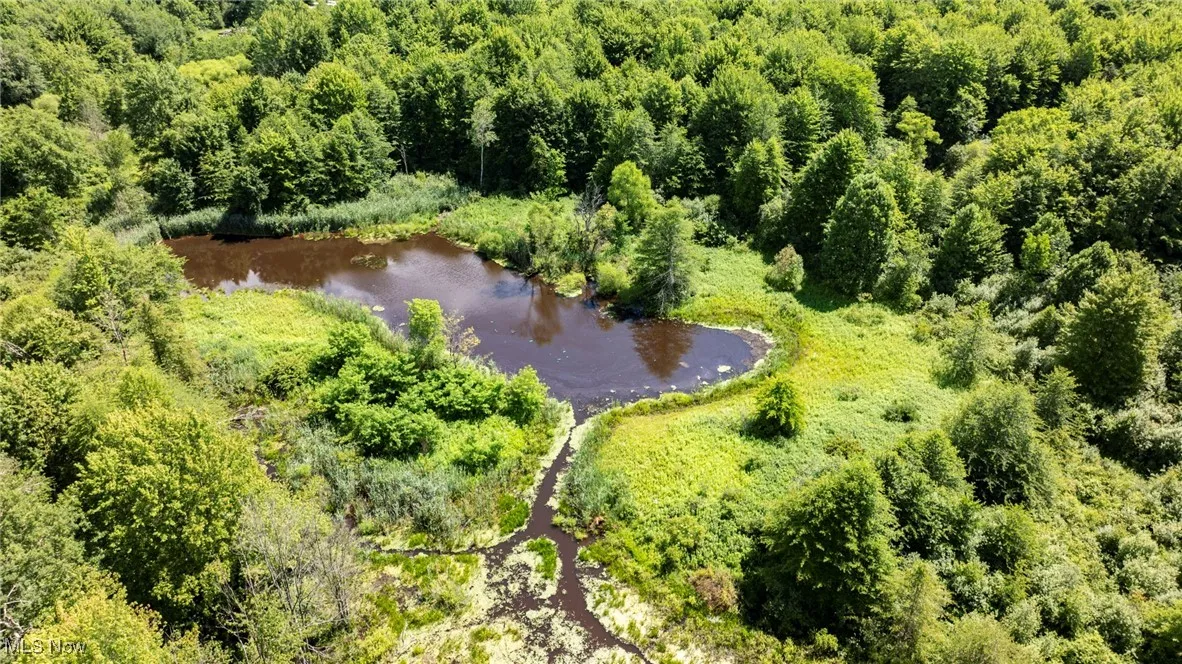 Bird's eye view of a forest and a nearby body of water