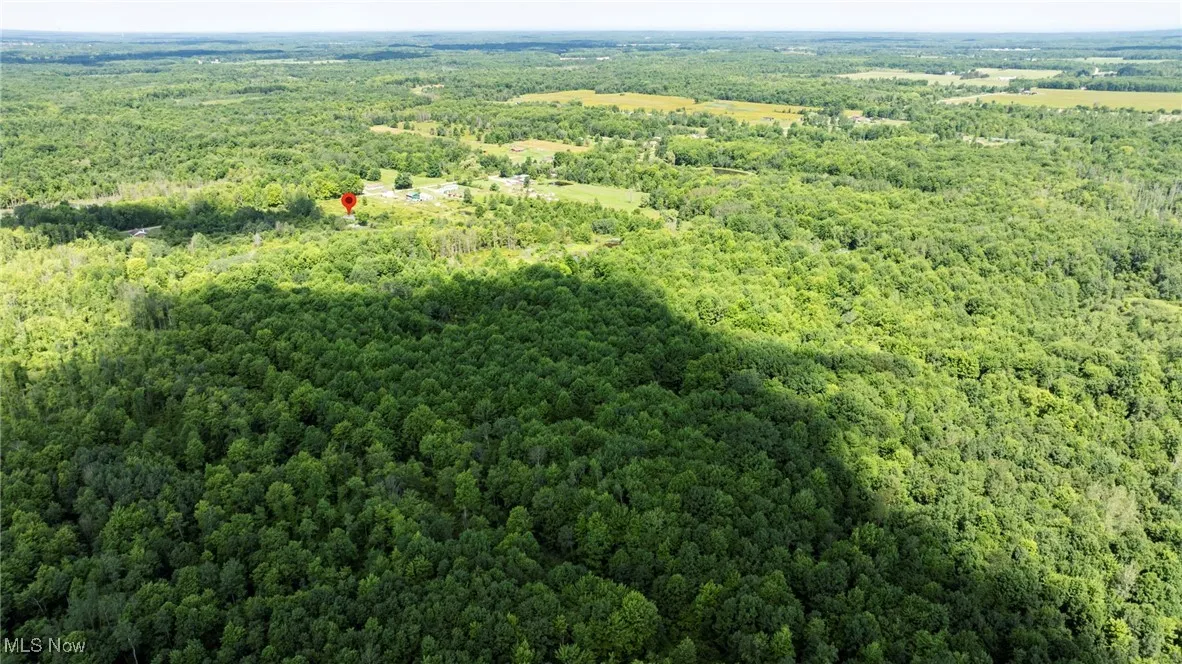 Drone / aerial view of a forest