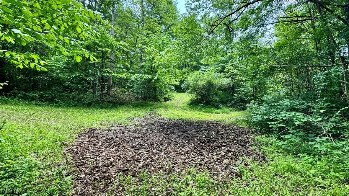 View of tree filled area