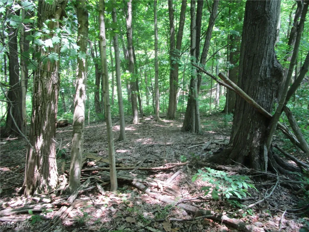 Wooded hillside