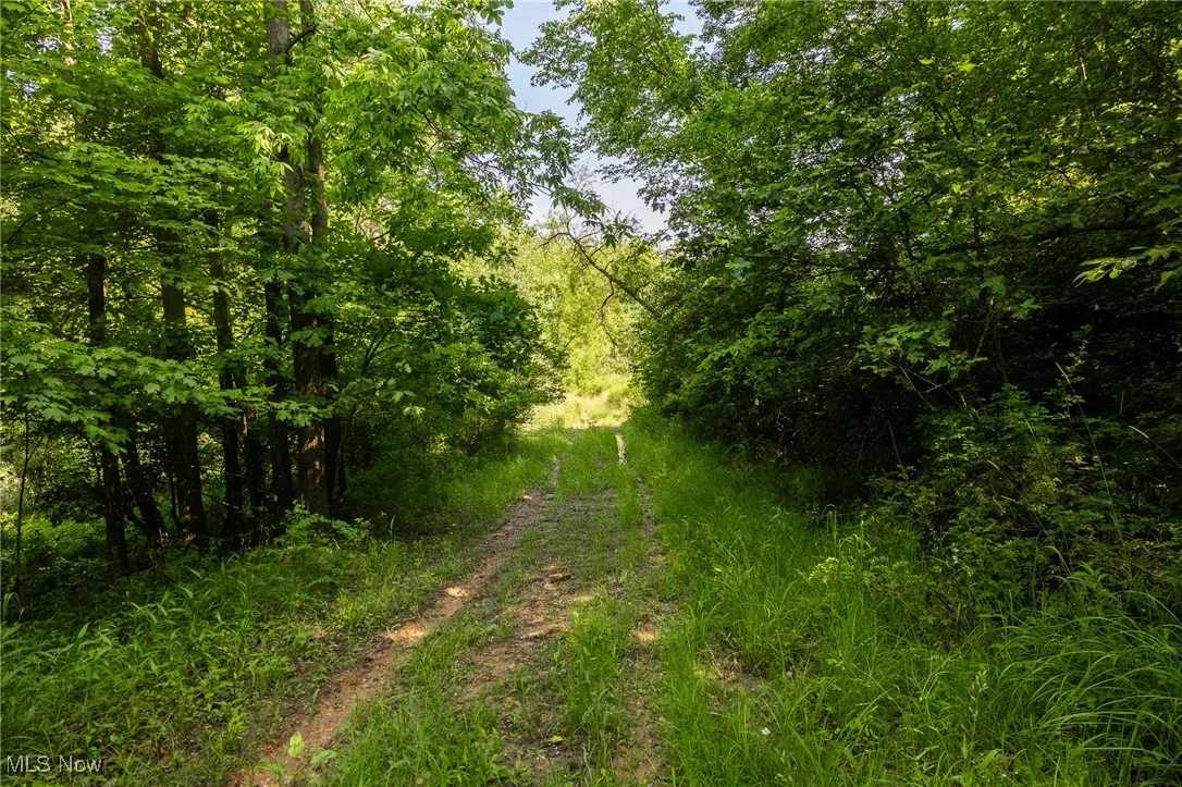 View of wooded area