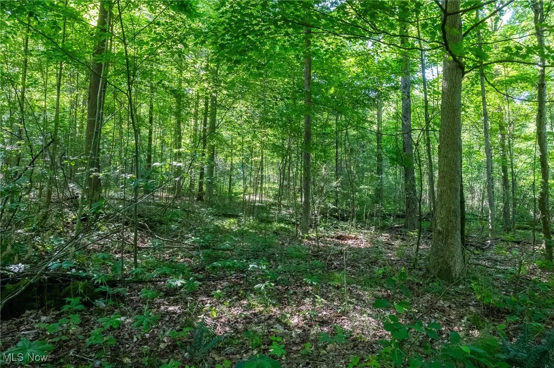 View of tree filled area