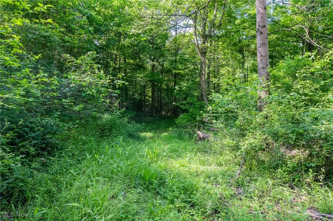 View of wooded area