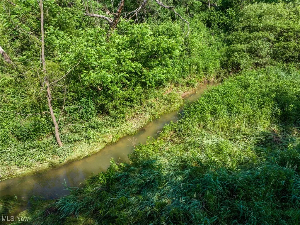 View of local wilderness